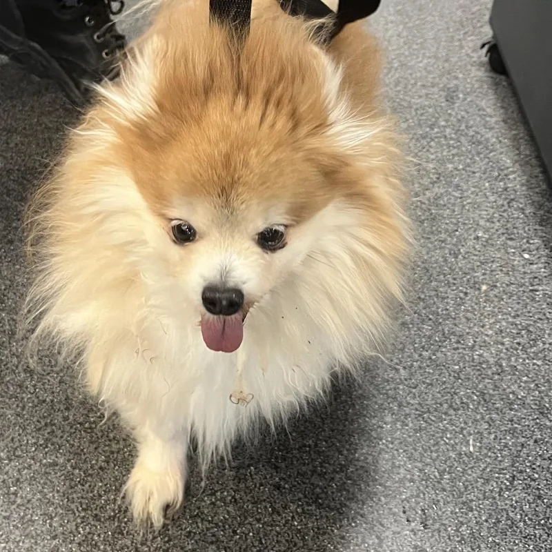 A senior small-sized male Yellow / Tan / Blond / Fawn Pomeranian dog named Coco for adoption in Allentown, PA