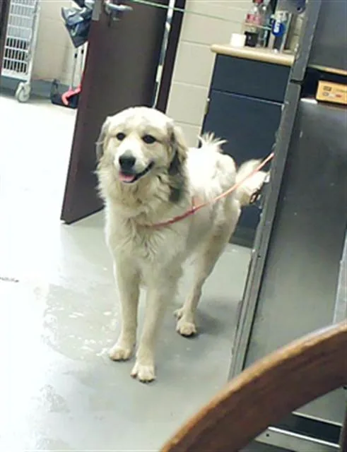 A young medium-sized male Great Pyrenees dog named Mouse for adoption in Fayetteville, NC