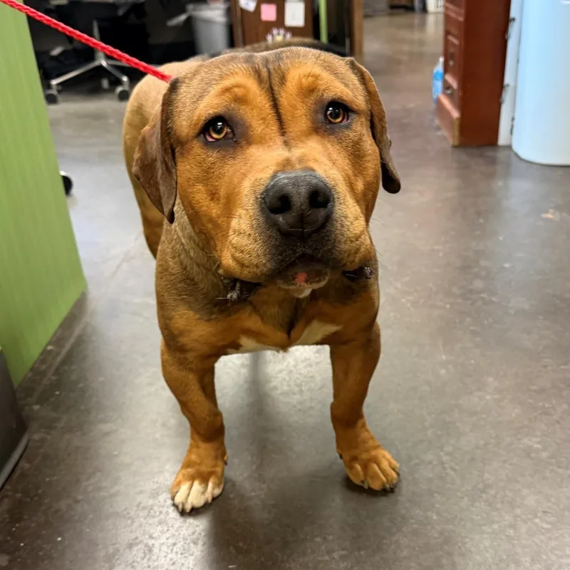 A young medium-sized male Yellow / Tan / Blond / Fawn Basset Hound dog named Chicken Mcnugget for adoption in Norman, OK