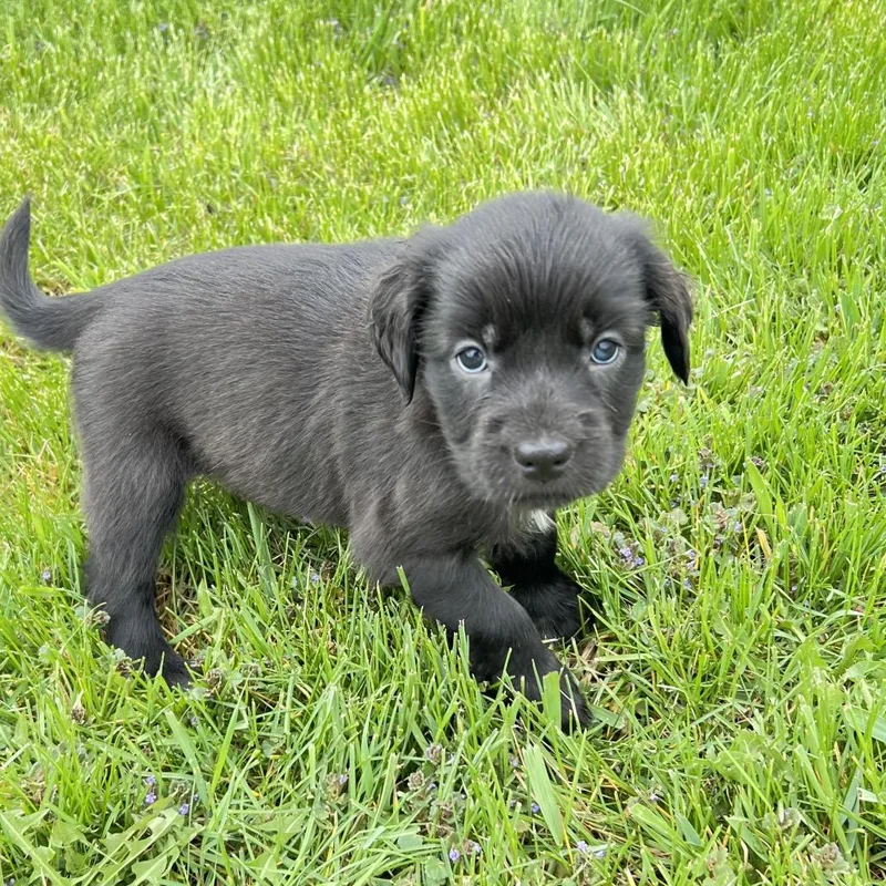 A baby small-sized female Black Labrador Retriever dog named Donettes for adoption in Wadena, MN