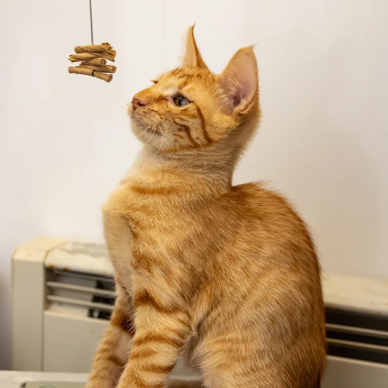 Jace And Jamal thumbnail 2