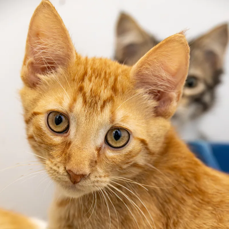 Jace And Jamal thumbnail 5