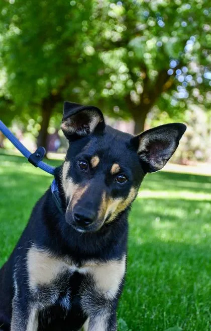 An adult medium-sized female German Shepherd Dog dog named Peanut for adoption in Yakima, WA