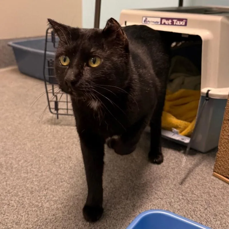 Soot Sprite thumbnail 2