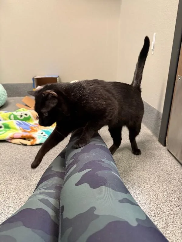 Soot Sprite thumbnail 4