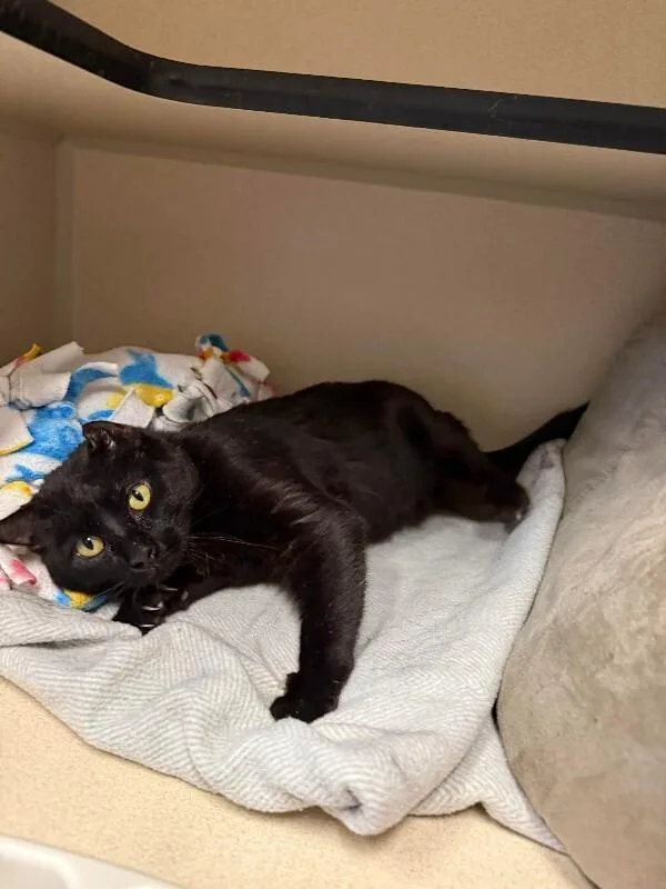 Soot Sprite thumbnail 5