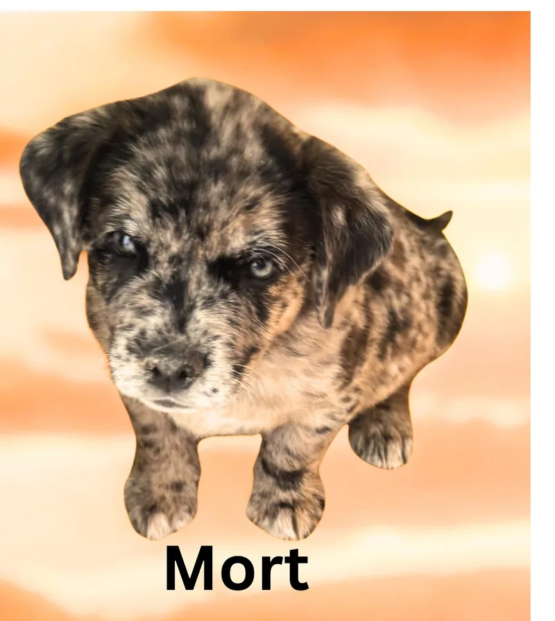 A baby medium-sized male Australian Cattle Dog / Blue Heeler dog named Mort for adoption in Aguanga, CA