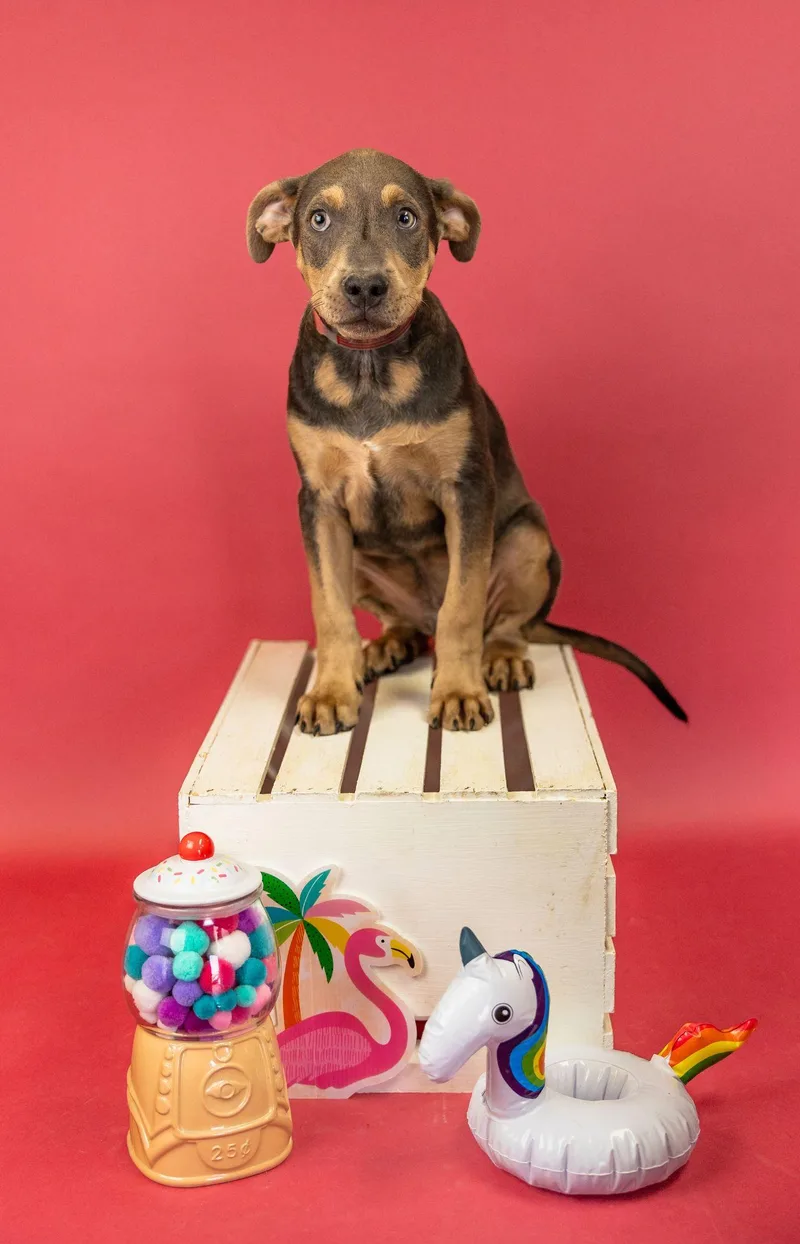A baby medium-sized male Pit Bull Terrier dog named 576-26 for adoption in Brighton, CO