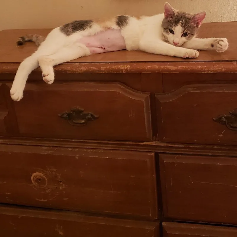 A young medium-sized female American Shorthair cat named Sasha for adoption in mount vernon, AR