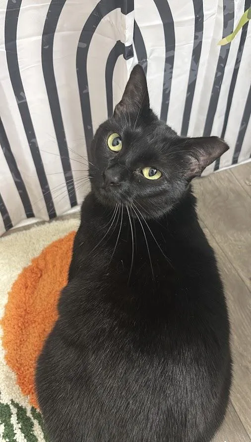 An adult medium-sized female Black Domestic Short Hair cat named Melitta for adoption in The Colony, TX