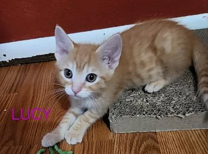 A baby small-sized female Orange / Red Domestic Short Hair cat named Lucy for adoption in Kansas City, MO