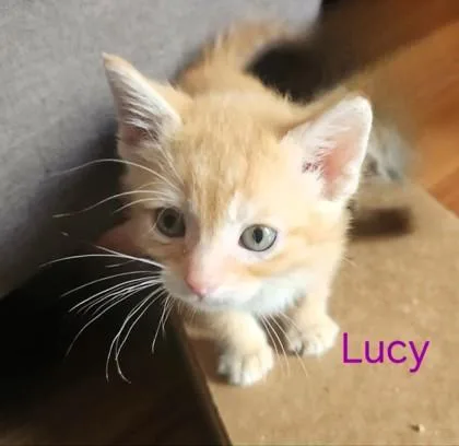 Lucy thumbnail 2