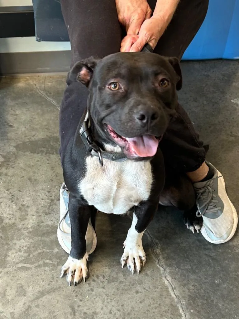 A young medium-sized male Pit Bull Terrier dog named Gnut for adoption in Gautier, MS