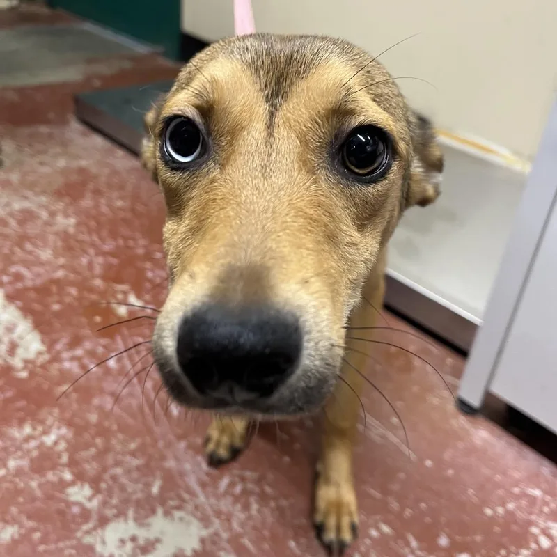 A young small-sized female Brown / Chocolate Mixed Breed dog named Mocha for adoption in Pauls Valley, OK