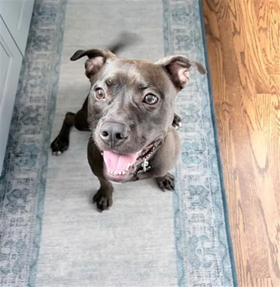 A young medium-sized female Terrier dog named Oatly for adoption in Olivette, MO