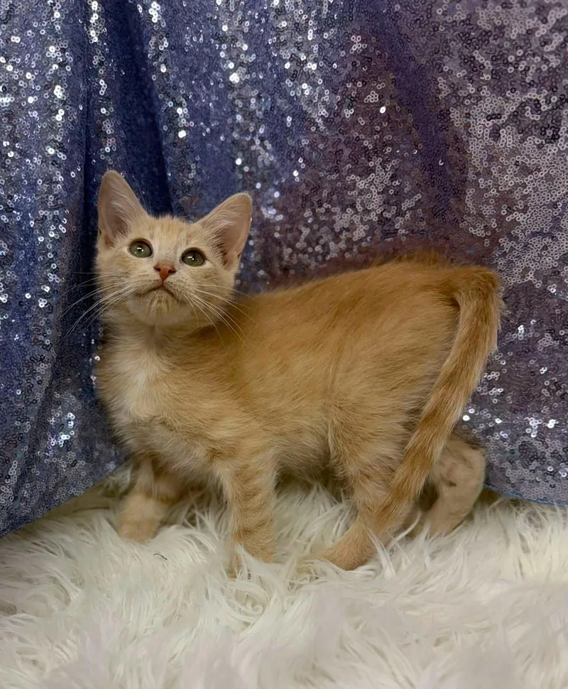 A young medium-sized male Orange / Red Domestic Short Hair cat named Bird King for adoption in Clarkesville, GA