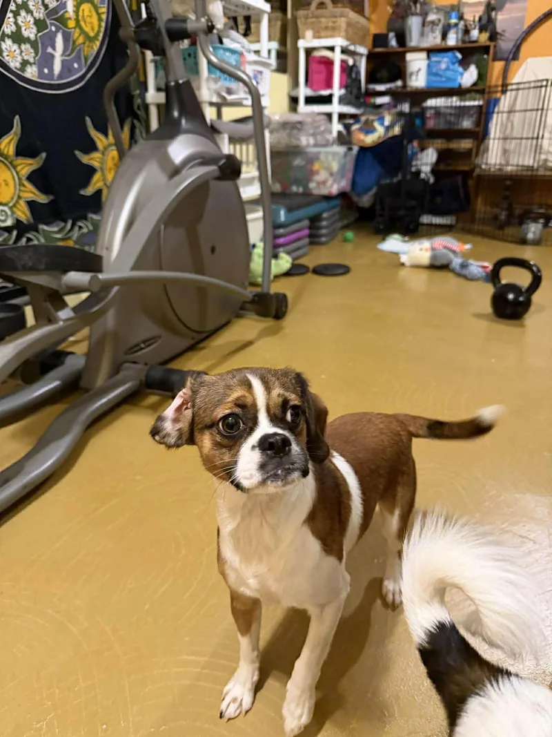A young small-sized female Cavalier King Charles Spaniel dog named Edie for adoption in Grand Forks, ND
