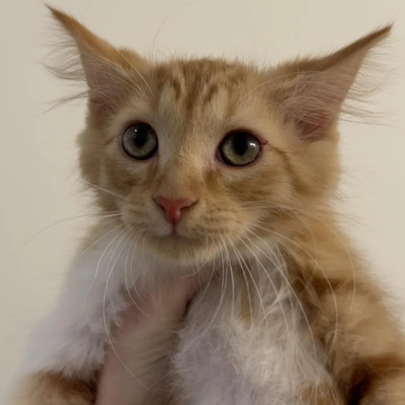 A baby small-sized female Orange / Red Domestic Medium Hair cat named Peach for adoption in Inman, SC