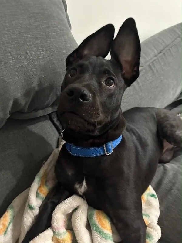 A baby medium-sized female Black Labrador Retriever dog named Shine for adoption in Van Nuys, CA