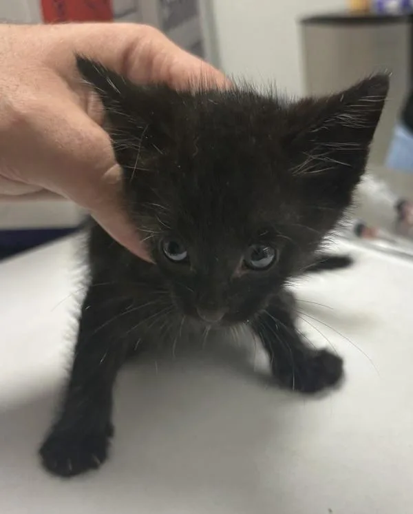 A baby small-sized male Domestic Short Hair cat named Pen for adoption in Lawrenceville, GA