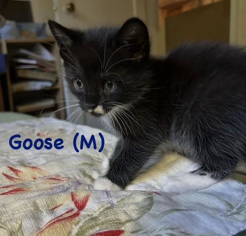 A baby small-sized male Black & White / Tuxedo Domestic Short Hair cat named Goose for adoption in Telford, PA