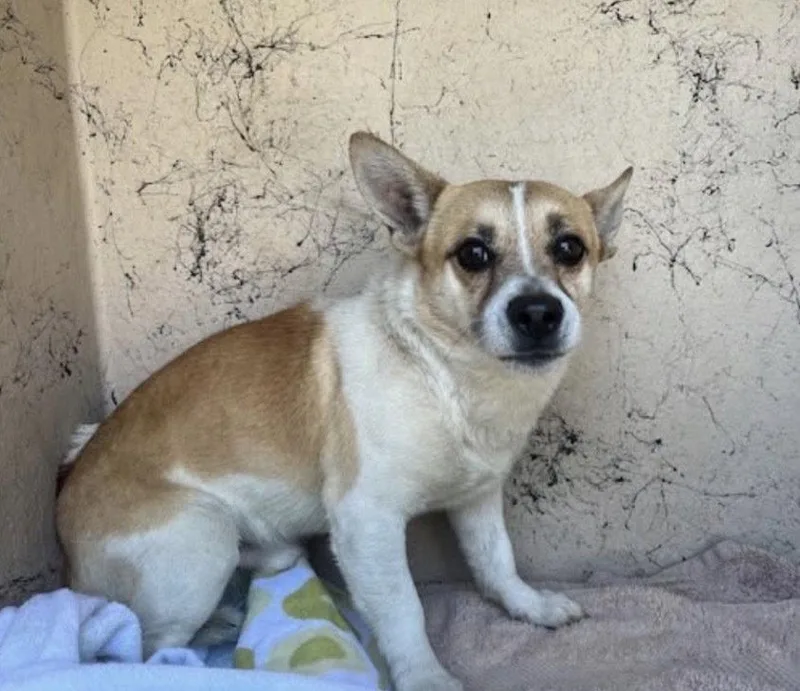 A young medium-sized male Parson Russell Terrier dog named Tango for adoption in Columbia, TN