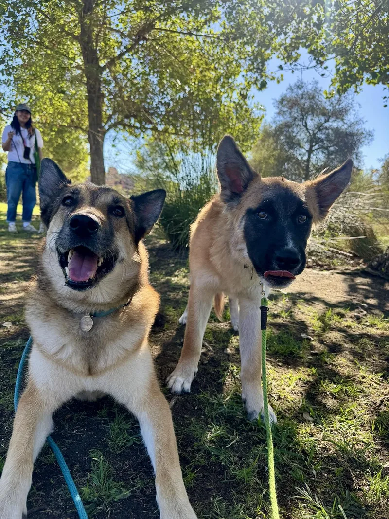 A young medium-sized male Yellow / Tan / Blond / Fawn German Shepherd Dog dog named Dune for adoption in Los Angeles, CA
