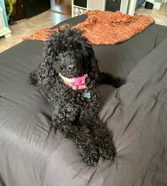 A young medium-sized female Standard Poodle dog named Nova Nelly for adoption in Alpharetta, GA
