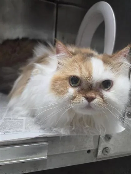 An adult small-sized female Domestic Short Hair cat named Beatrice for adoption in Largo, FL