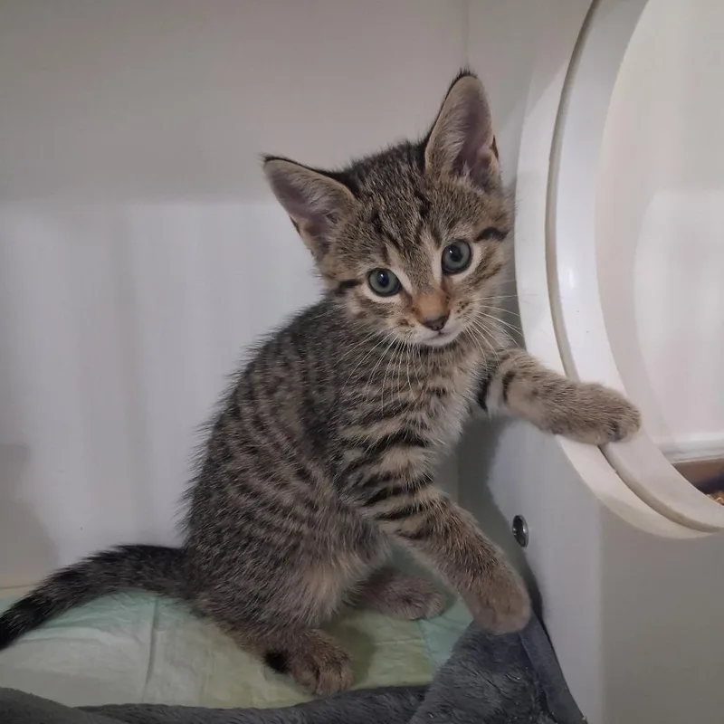 A baby small-sized female Brown / Chocolate Domestic Short Hair cat named Maple for adoption in Elizabeth City, NC