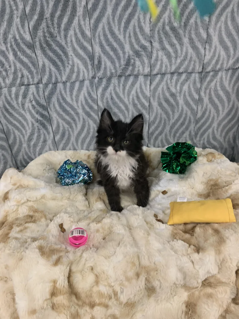 A baby medium-sized male Black & White / Tuxedo Domestic Long Hair cat named Manny for adoption in Mechanicsburg, PA