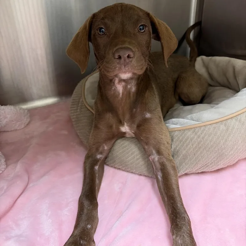 A young medium-sized female Brown / Chocolate Chocolate Labrador Retriever dog named Angel for adoption in Palestine, TX