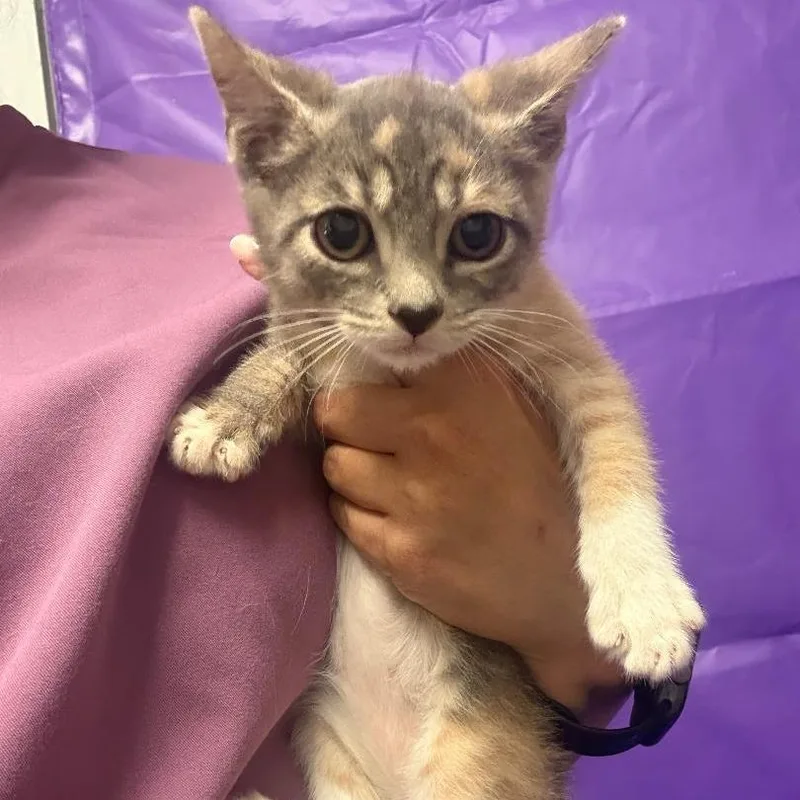 A baby small-sized female Calico Domestic Medium Hair cat named Rhiannon for adoption in North Myrtle Beach, SC