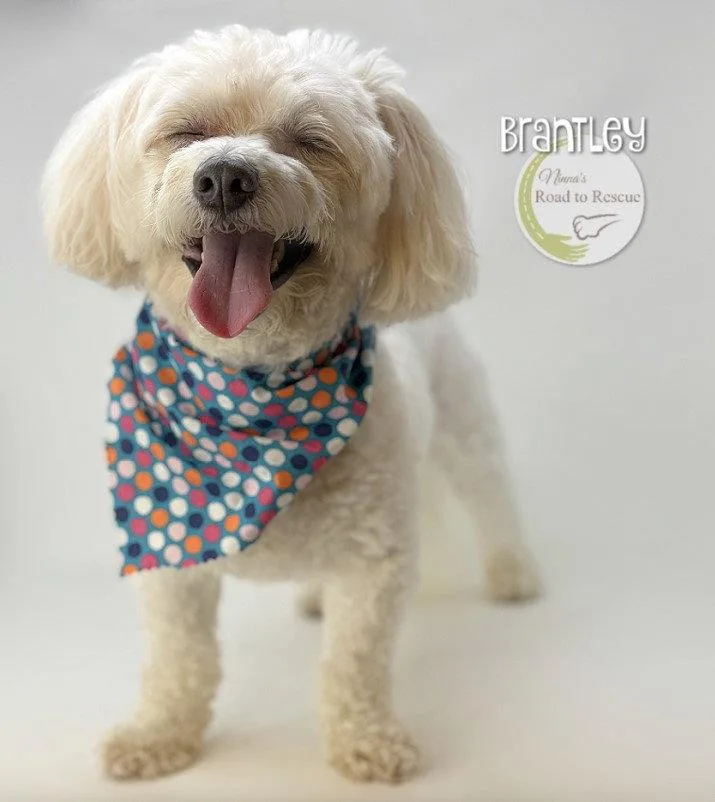 Brantley thumbnail 2