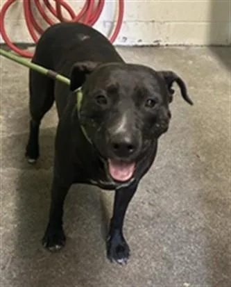 An adult medium-sized female Pit Bull Terrier dog named Sassice for adoption in Sacramento, CA