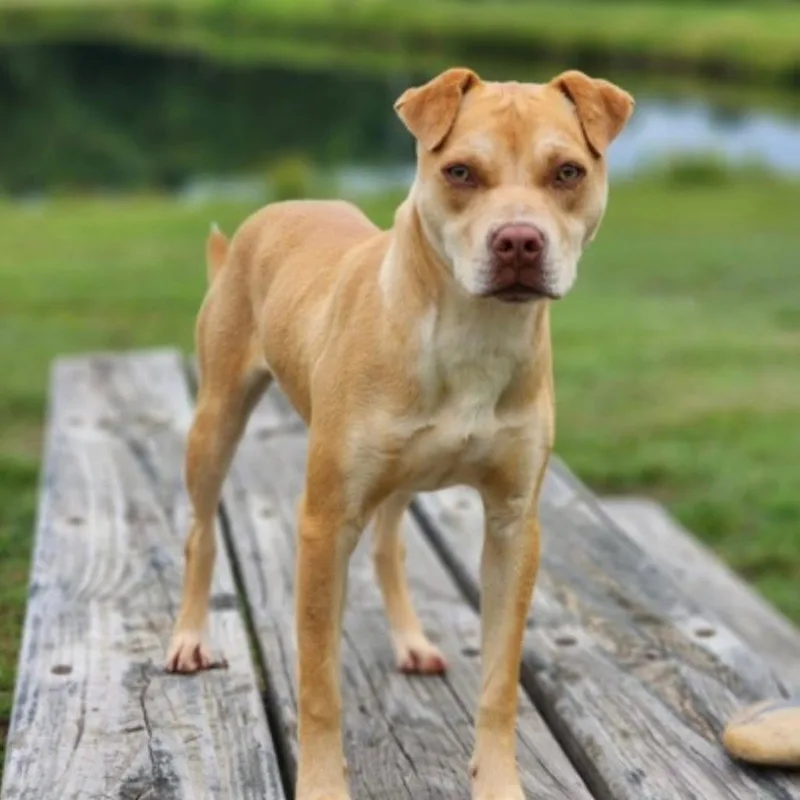 An adult medium-sized female Yellow / Tan / Blond / Fawn Mixed Breed dog named Honey Bun for adoption in Greenville, SC