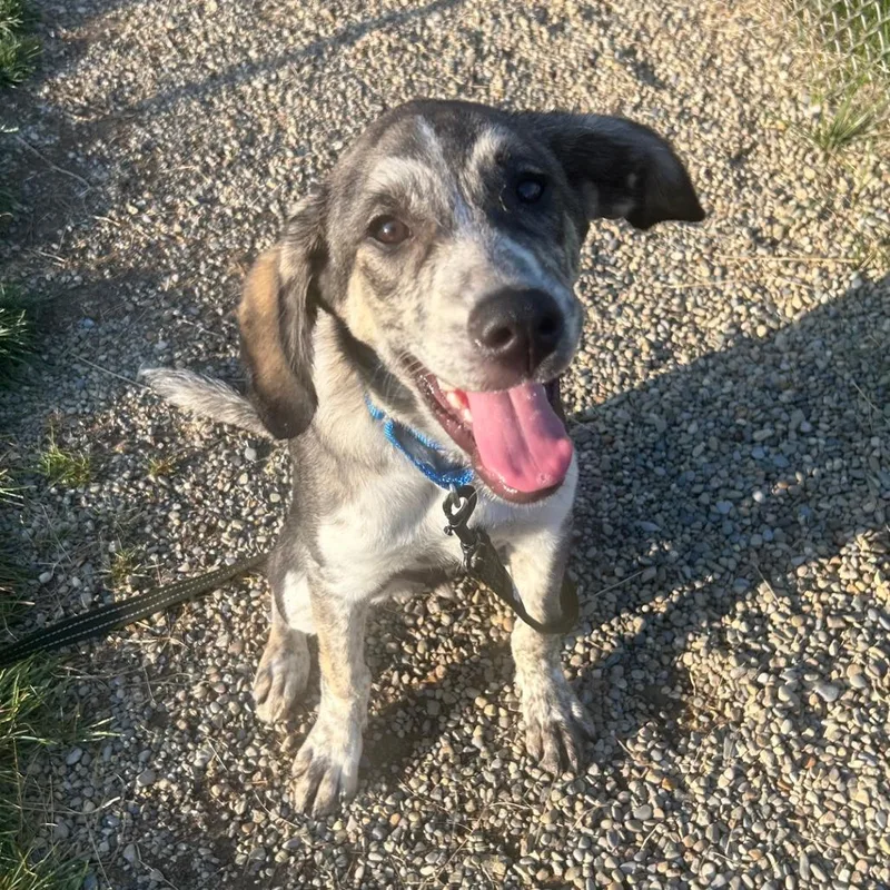 A young medium-sized male Gray / Blue / Silver Anatolian Shepherd dog named October for adoption in Columbia Station, OH