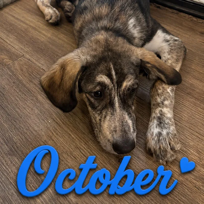October thumbnail 5