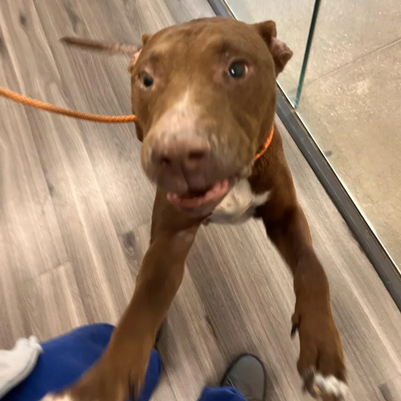 An adult medium-sized female Brown / Chocolate Pit Bull Terrier dog named YORKStray for adoption in York, PA