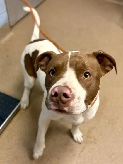 An adult large-sized male Mixed Breed dog named Jr for adoption in Chamblee, GA