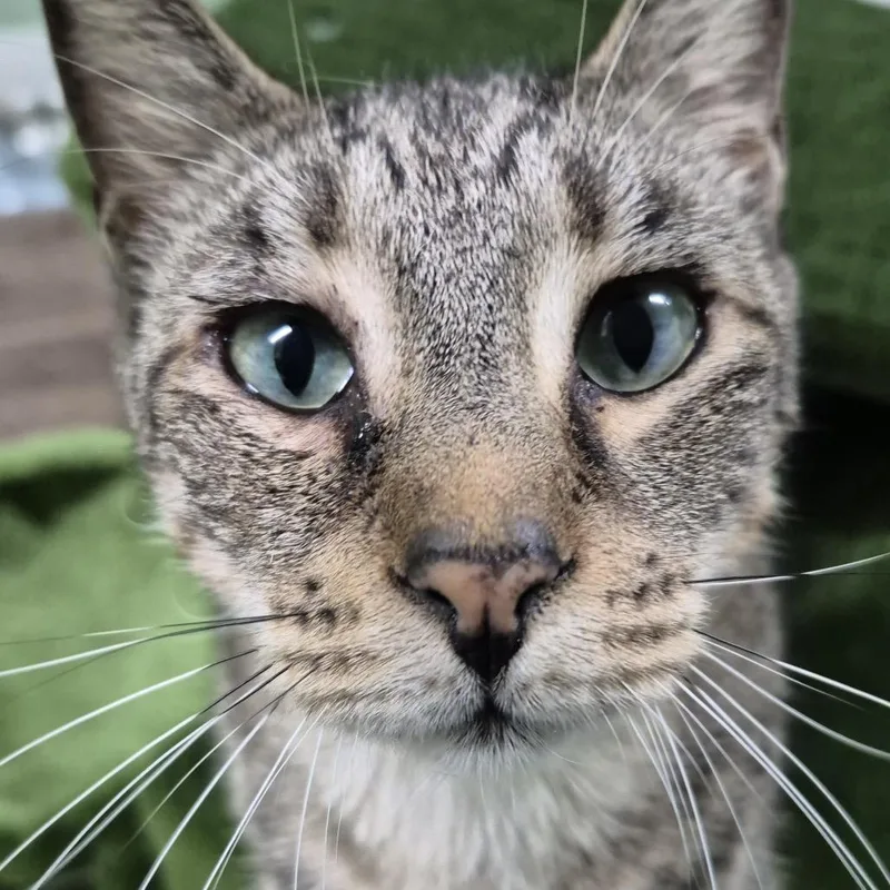 A senior large-sized male Brown / Chocolate Domestic Short Hair cat named Howie for adoption in Lauderhill, FL