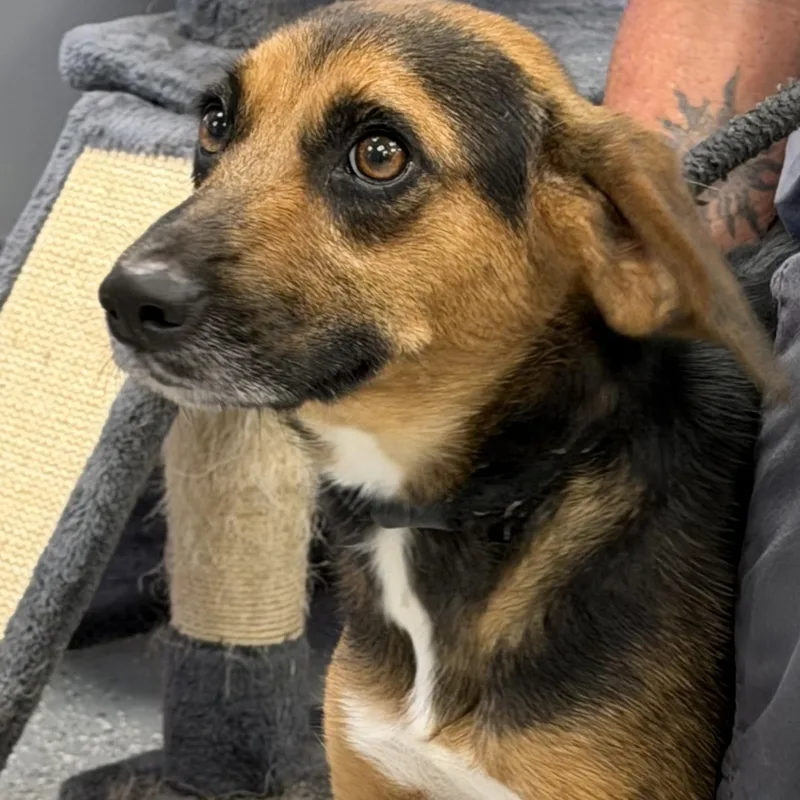 An adult small-sized female Brown / Chocolate Terrier dog named Bella for adoption in Maynardville, TN
