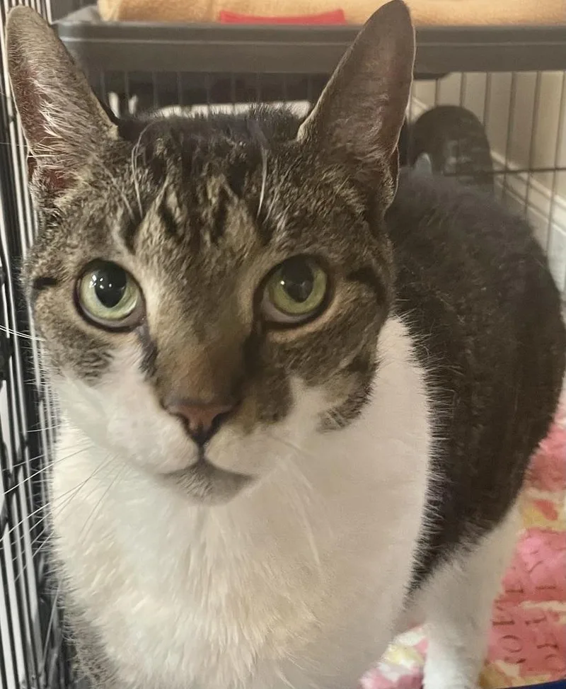 W Oliver thumbnail 2