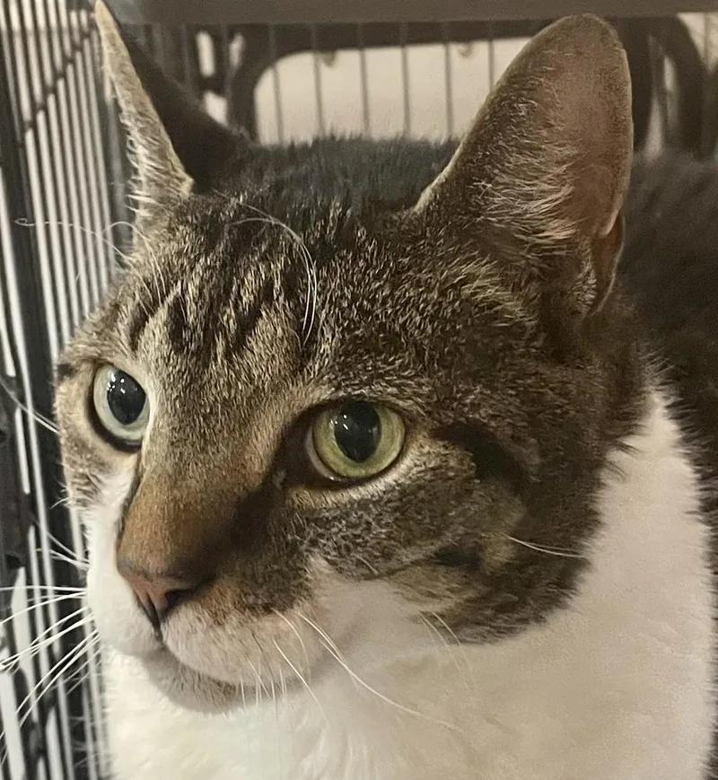 W Oliver thumbnail 3