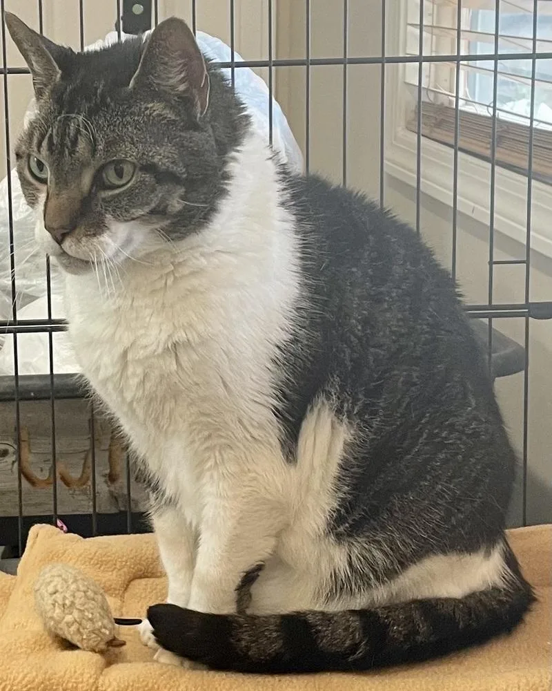 W Oliver thumbnail 4