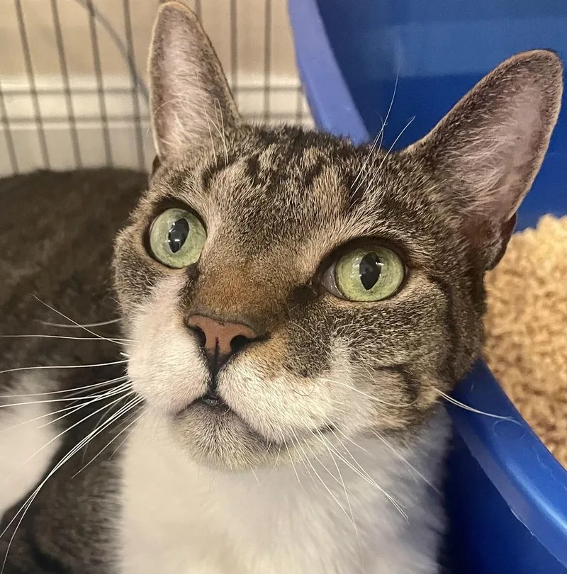 W Oliver thumbnail 5