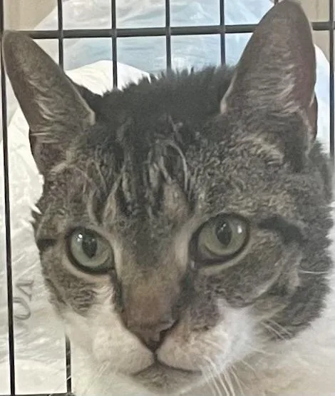 W Oliver thumbnail 6