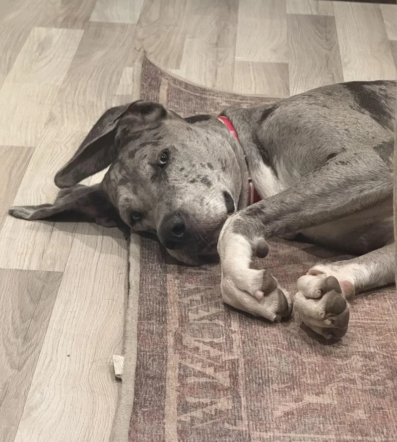 Bluey