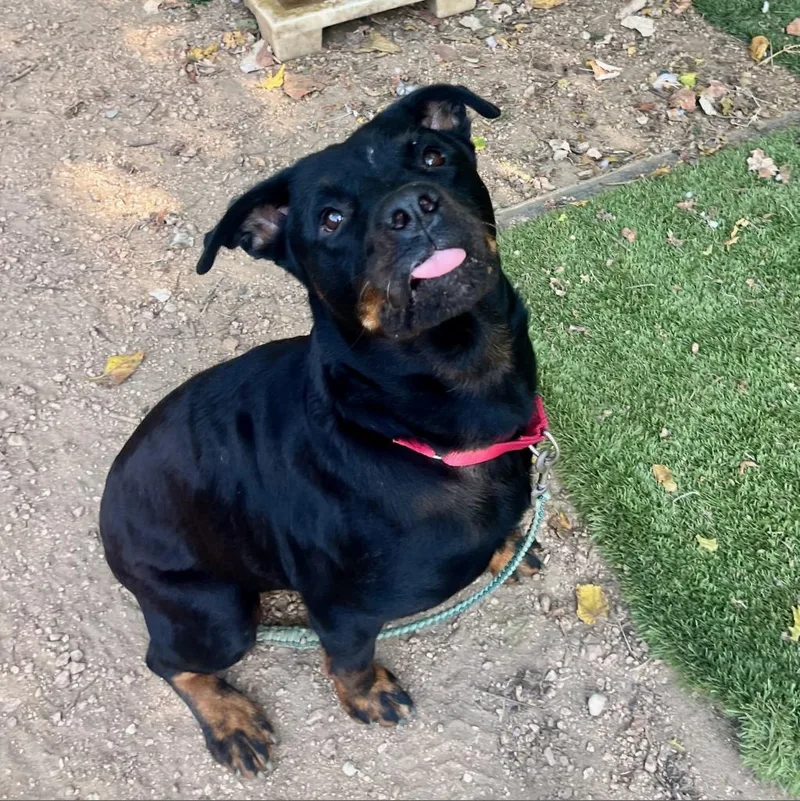An adult large-sized female Black Rottweiler dog named Bellatrix for adoption in Austin, TX