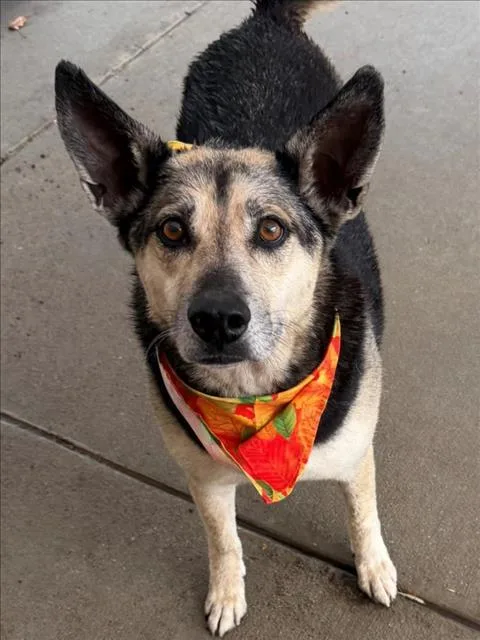 An adult large-sized female German Shepherd Dog dog named Goober for adoption in Tulsa, OK